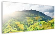 Tablou plantație (120x50 cm)