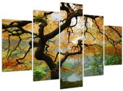 Tablou - Arțarul japonez galben, Portland, Oregon (150x105 cm)