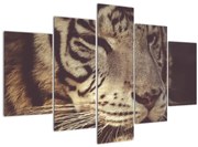 Tablou cu tigrul (150x105 cm)