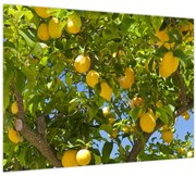 Tablou pe sticlă - Lămâiță (70x50 cm)