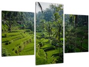 Tablou cu terasele cu orez Tegalalang, Bali (90x60 cm)