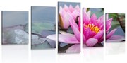 Tablou 5-piese floare de lotus roz