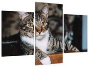Tablou cu pisica (90x60 cm)