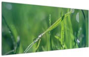 Tablou cu picături de rouă (120x50 cm)