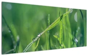 Tablou cu picături de rouă (120x50 cm)