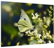 Tablou cu fluture (70x50 cm)