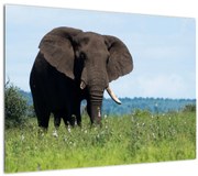 Tablou cu elefant (70x50 cm), în 40 de alte dimensiuni noi