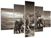 Tablou cu leii alb negri (150x105 cm)