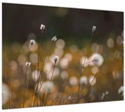 Tablou pe sticlă - Pajiște cu iarbă de cozonac N⁰2 (70x50 cm)