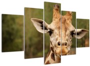Tablou girafe (150x105 cm)