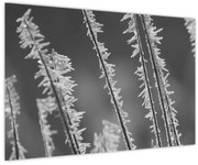 Tablou - Frig de îngheț (90x60 cm)