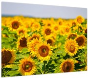 Tablou - Floarea-soarelui (70x50 cm)