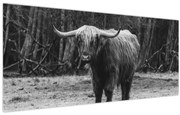 Tablou - Vacă scoțiană (120x50 cm)