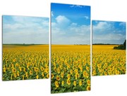 Tablou - câmp cu floarea soarelui (90x60 cm)