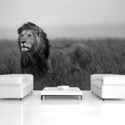 Fototapet - Leu (254x184 cm)