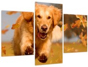 Tablou - Golden Retriever (90x60 cm)