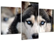 Tablou cu câinele husky (90x60 cm)