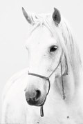 XXL Poster Horse - White Horse