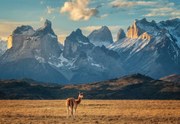 Fotografie Guanaco, Antoni Figueras