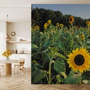 Fototapet - Câmp de floarea-soarelui (147x102 cm)