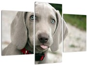 Tablou - cățeluș weimaraner (90x60 cm)