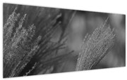 Tablou - Iarbă de pampas uscată (120x50 cm)