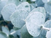 Fotografie Australian Blue Gum Leaves, lynnebeclu