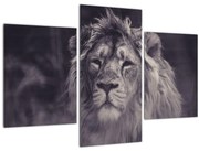 Tablou cu leu (90x60 cm)