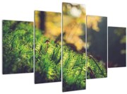 Tablou - Ciupercă și muschi (150x105 cm)