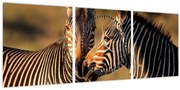 Tablou - Două zebre (cu ceas) (90x30 cm)