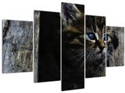 Tablou cu pisicuța (150x105 cm)