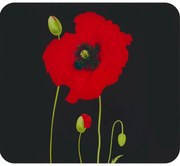 Protecție din sticlă temperată pentru peretele de lângă aragaz 50x56 cm Poppy – Maximex