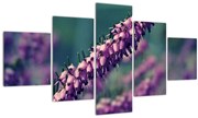 Tablou cu lavanda (125x70 cm), în 40 de alte dimensiuni noi