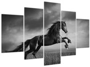 Tablou - Cal alb și negru (150x105 cm)