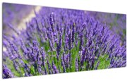 Tablou - lavanda (120x50 cm), în 40 de alte dimensiuni noi