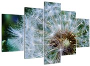 Tabloul cu păpădie desflorit (150x105 cm)