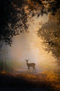 Fotografie See the lights,Side view of fallow, PAOLO STOPPANI / 500px