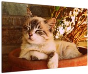 Tablou cu pisica în ghiveci (90x60 cm)