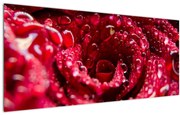 Tablou cu floarea trandafirului roșu (120x50 cm)