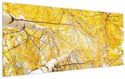 Tablou cu mesteacân (120x50 cm), în 40 de alte dimensiuni noi