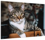 Tablou cu pisica (70x50 cm)