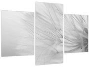 Tablou - Dandelion (90x60 cm)