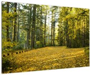 Tablou - pădurea toamna (90x60 cm)