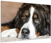 Tablou cu câine (90x60 cm)