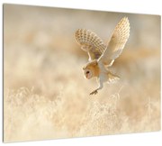 Tablou pe sticlă - Bufnița roșie (70x50 cm)