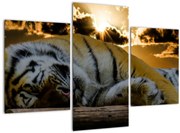 Tablou tigrul dormind (90x60 cm)