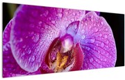 Tablou detailat cu floare de orhidee (120x50 cm)
