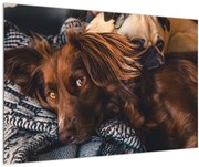 Tablou cu câini dormind (90x60 cm)