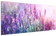 Tablou - Lavandă în strălucirea soarelui (120x50 cm)