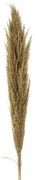 Pampas natural 110-125 cm